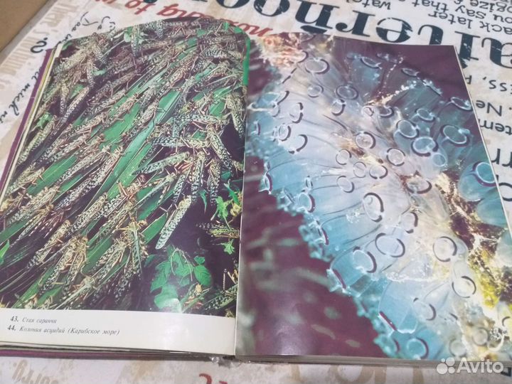 Жизнь на земле 1984г