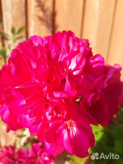 Пеларгония герань