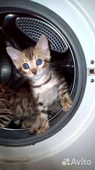 Бенгальский котик