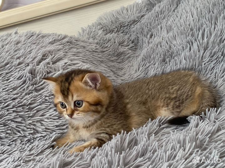 Шотландские котята