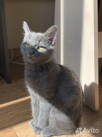 Котенок в добрые руки