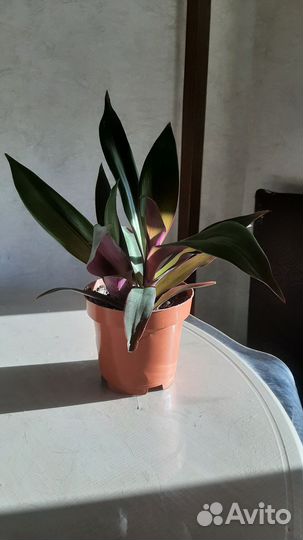 Комнатные цветы