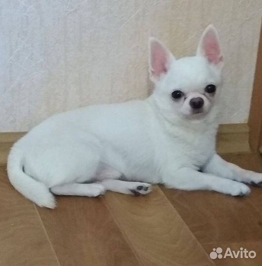 Щенки чихуахуа