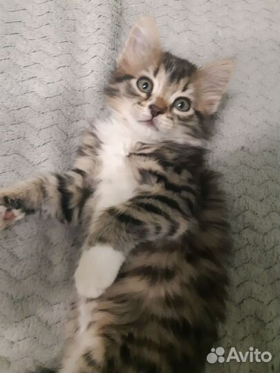 Котенок девочка 1 мес и 3 нед