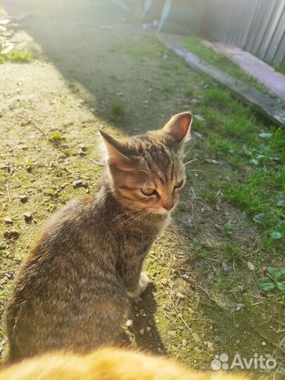 Котята в добрые руки даром