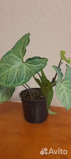 Сингониум батерфляй