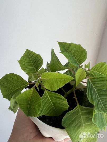 Продам цветы комнатные