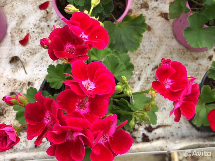 Пеларгония