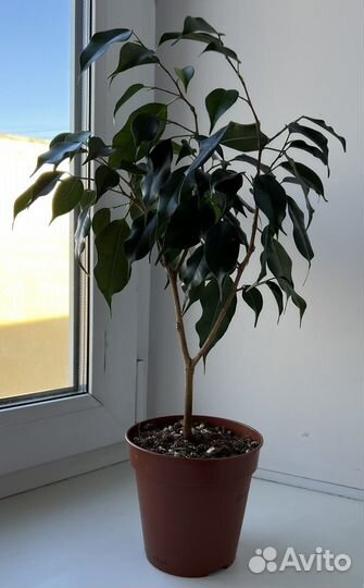 Фикус бенджамина
