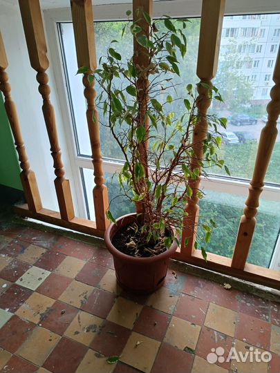 Фикус бенджамина