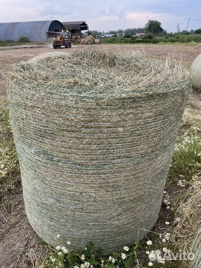 Продам сено в рулонах