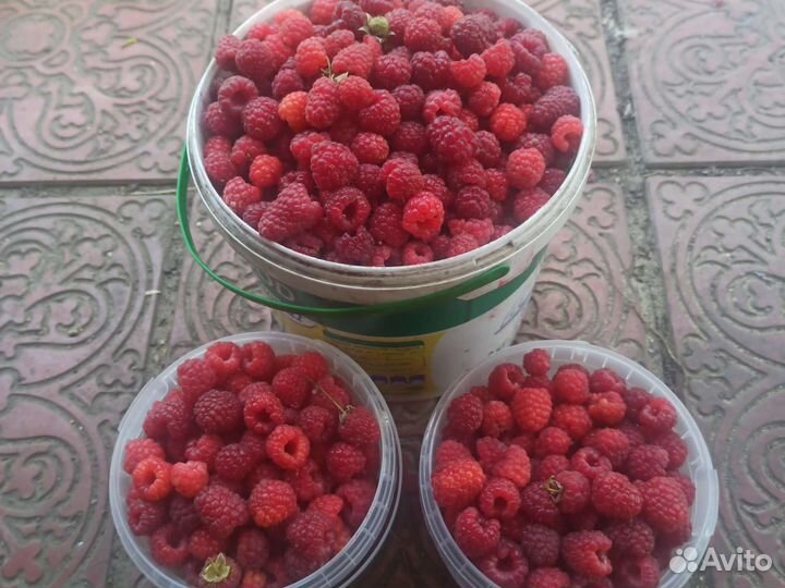 Малина домашняя