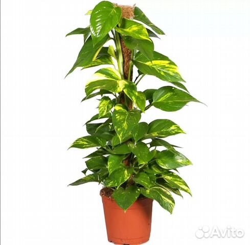 Эпипремнум,Сциндапсус - разные