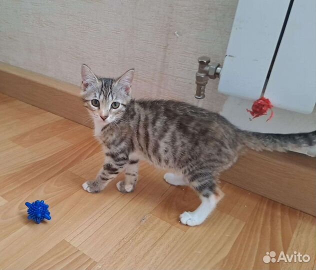 Котенок 4 месяца