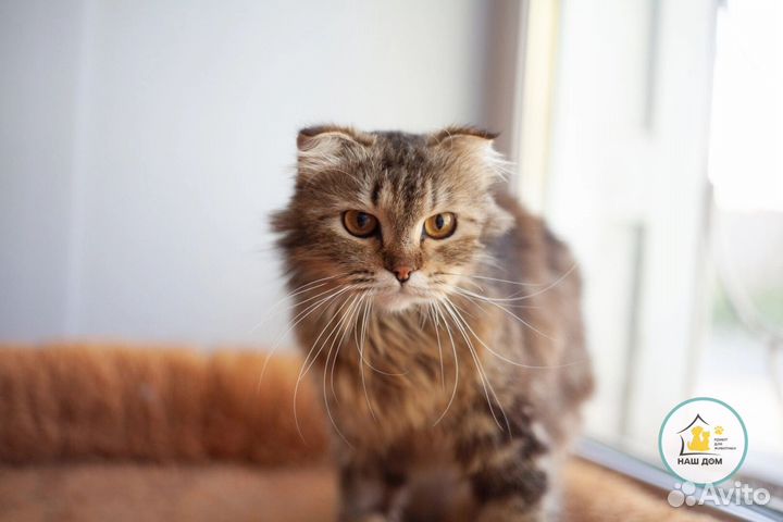 Мила