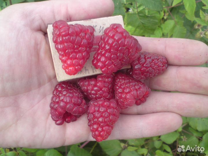 Саженцы ремонантной и простой малины 15 сортов