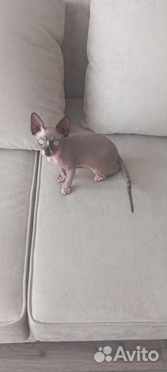 Кошечка сфинкс