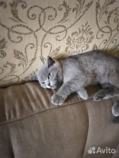 Британская кошка