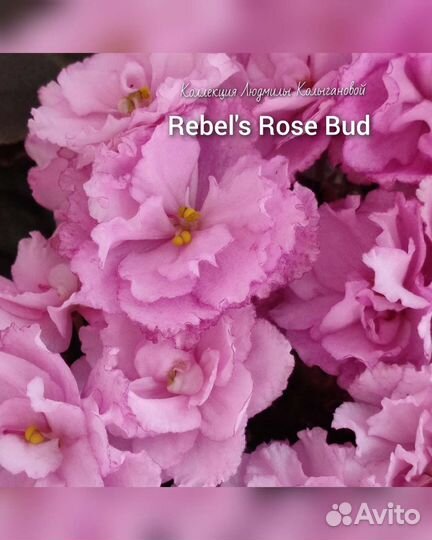 Деточки фиалки