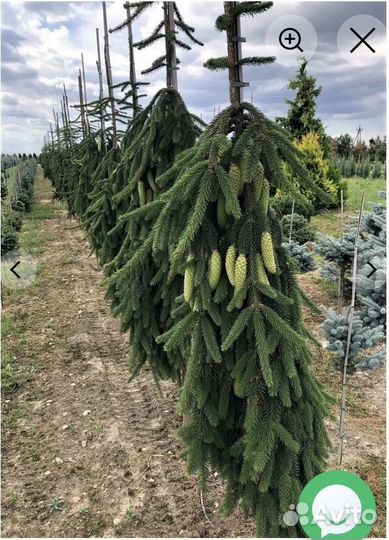 Ель Инверса С2-35см