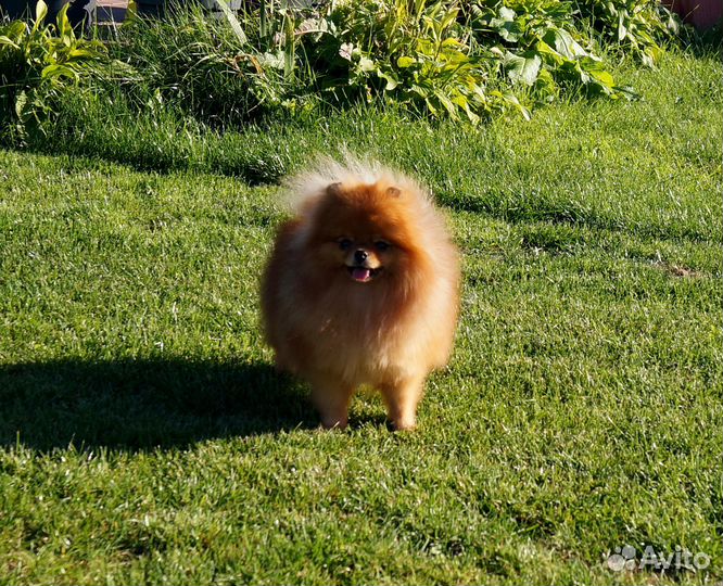 Шпиц девочка