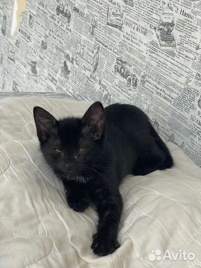 Домашний котенок, 2 месяца, девочка