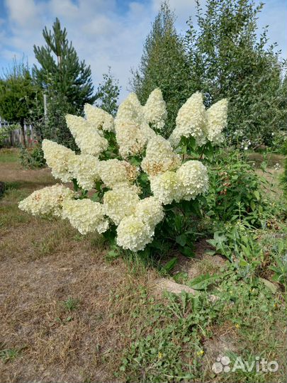 Гортензия метельчатая саженцы