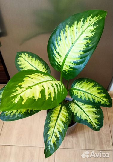 Ароидные, замиакулькас Зензи