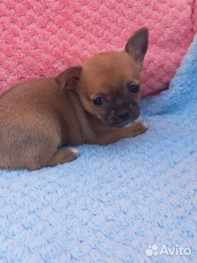 Щенок чихуахуа мини девочка