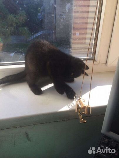 Котенок-мальчик 2мес