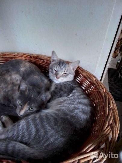 Кошка в дар