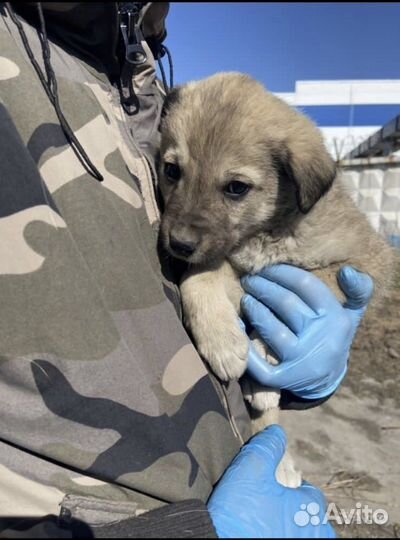 Щенок