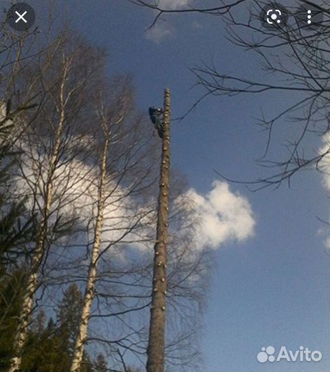 Спил деревьев