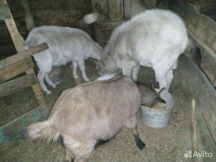 Козы
