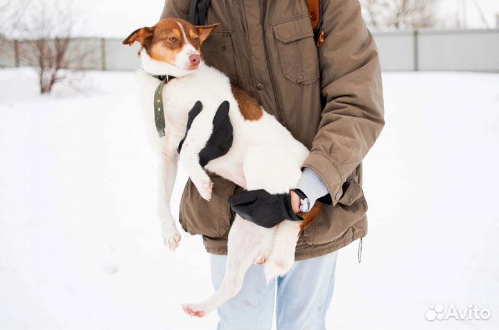 Собака компаньон Фрося ищет дом