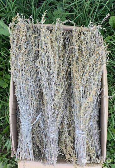 Травы для бани. Травы для чана