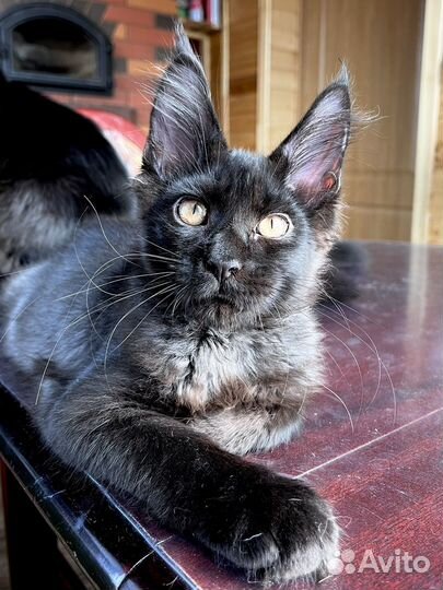 Котик мейн кун питомник Шереми