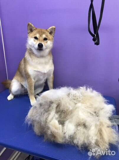 Стрижка собак. Грумминг. Тримминг. Вычес кошек