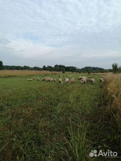 Коровы и овцы