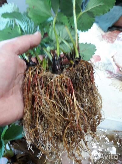 Саженцы клубники купчиха