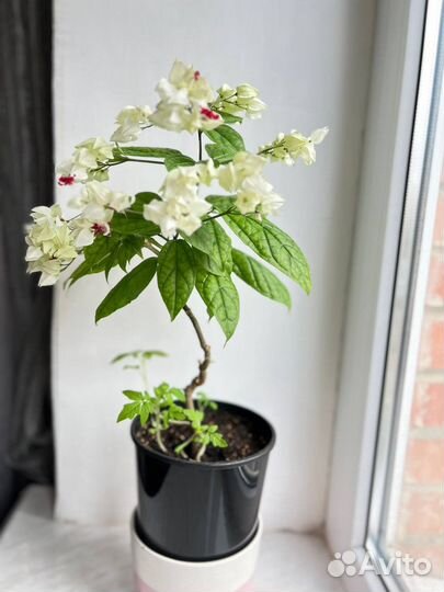 Клеродендрум Томпсон