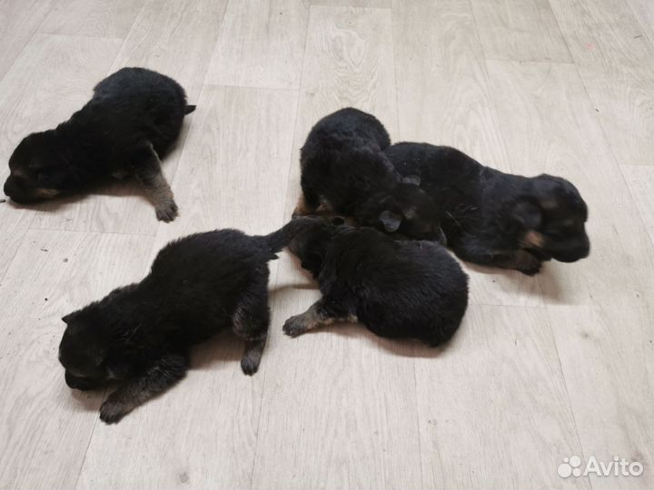 Немецкая овчарка