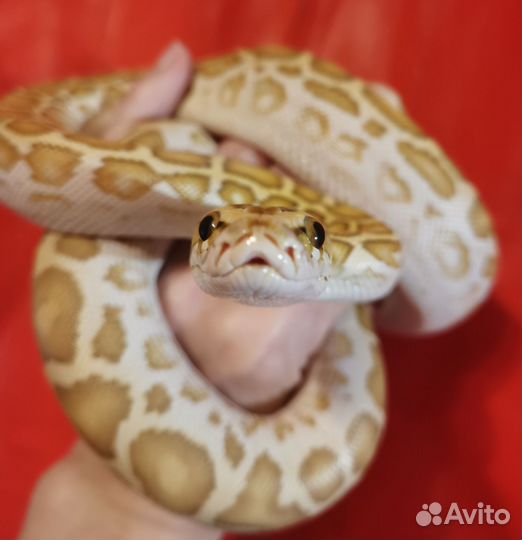 Аренда змей для фотосессий