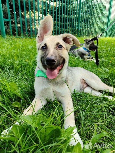 Чудесный Нео ищет хозяев