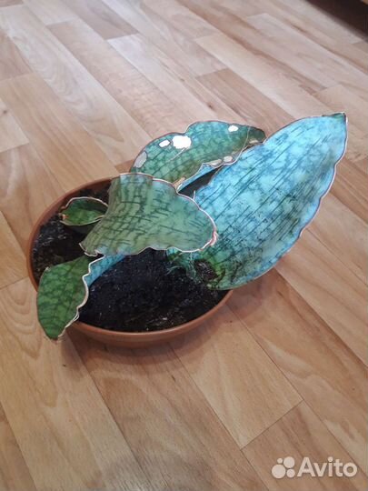 Сансевиерия кирки блу, экзот