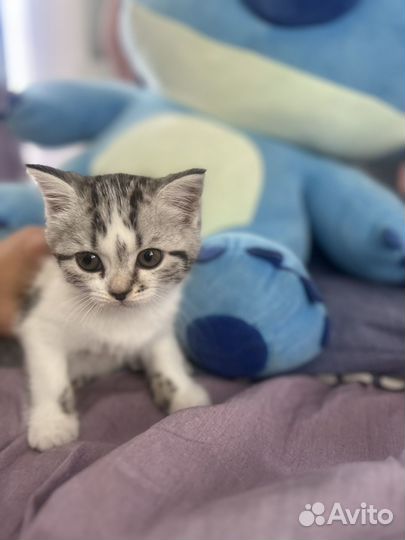 Шотландская вислоухая кошка