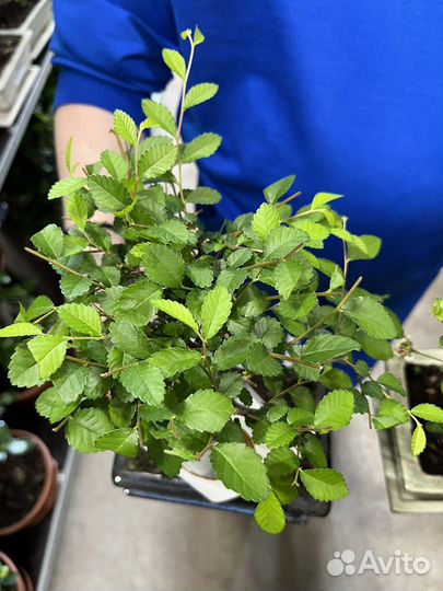 Дерево бонсай, кармона, вяз, лигуструм, мирт