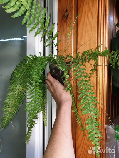 Папоротники