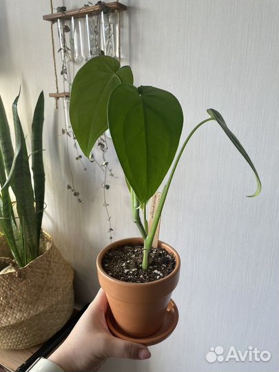 Сингониум макрофиллум