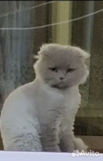 Потерялся кот